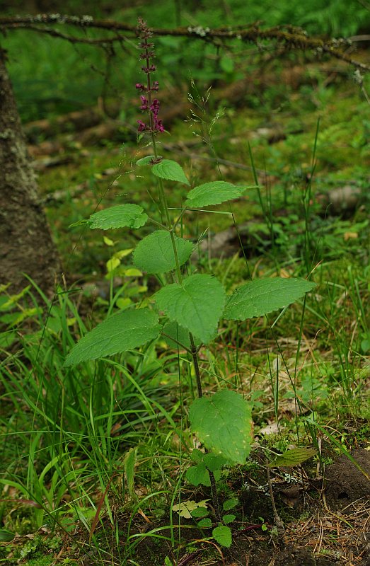 Изображение особи Stachys sylvatica.