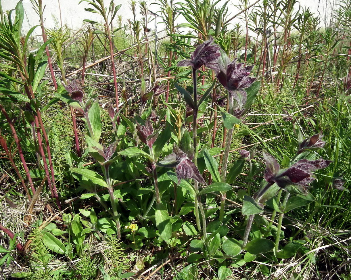 Image of Melandrium lapponicum specimen.