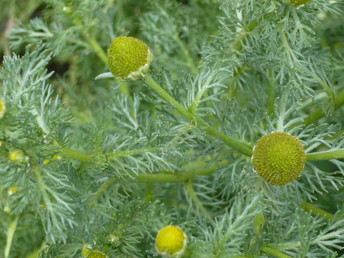 Image of Matricaria discoidea specimen.