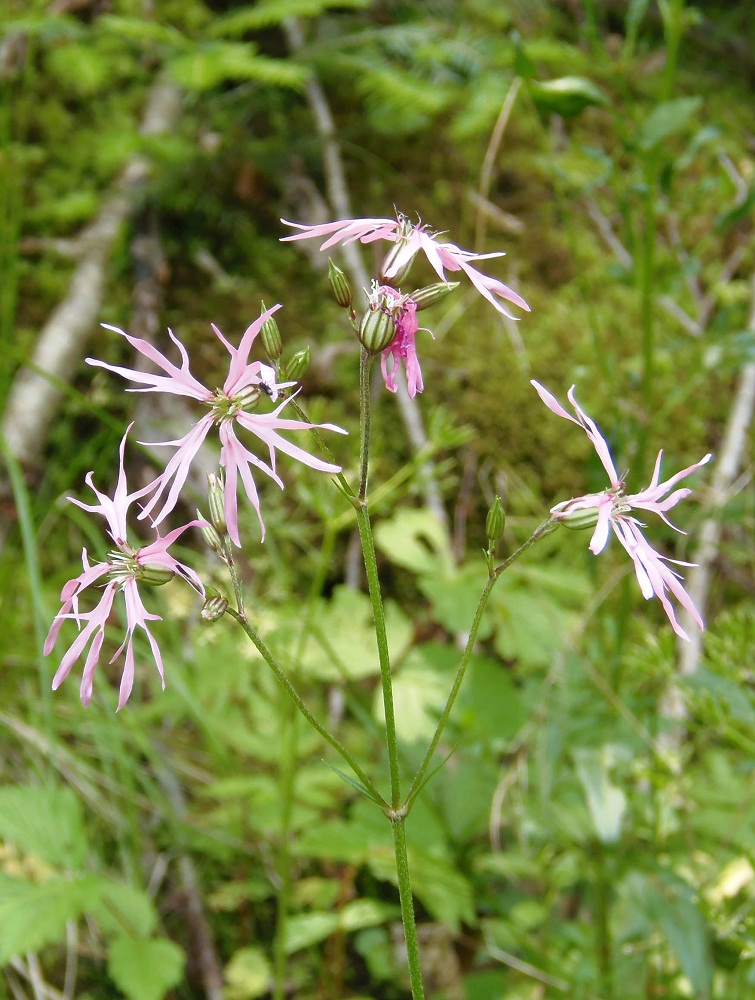 Изображение особи Coccyganthe flos-cuculi.