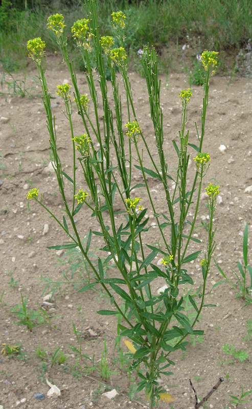 Image of Erysimum hieraciifolium specimen.