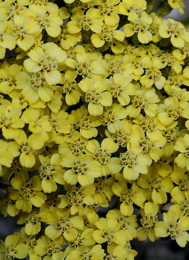 Изображение особи род Achillea.