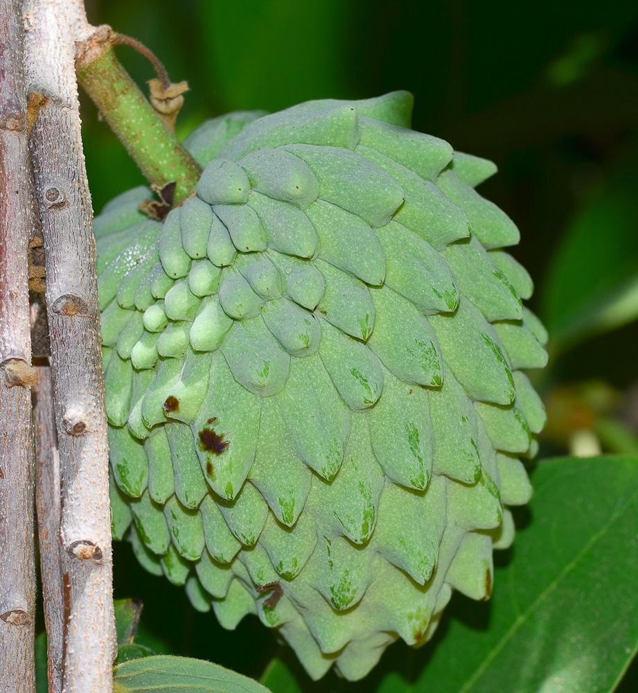 Image of Annona &times; atemoya specimen.