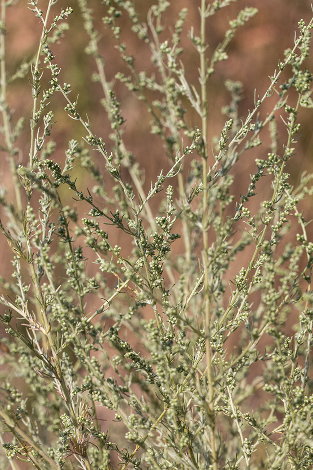 Image of Artemisia marschalliana specimen.