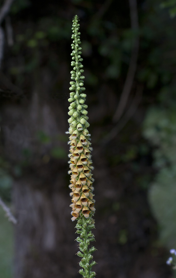 Image of Digitalis schischkinii specimen.