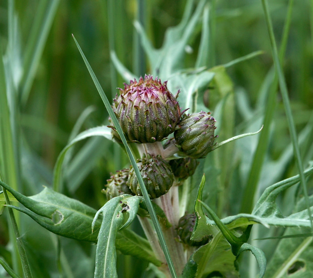 Изображение особи Cirsium heterophyllum.