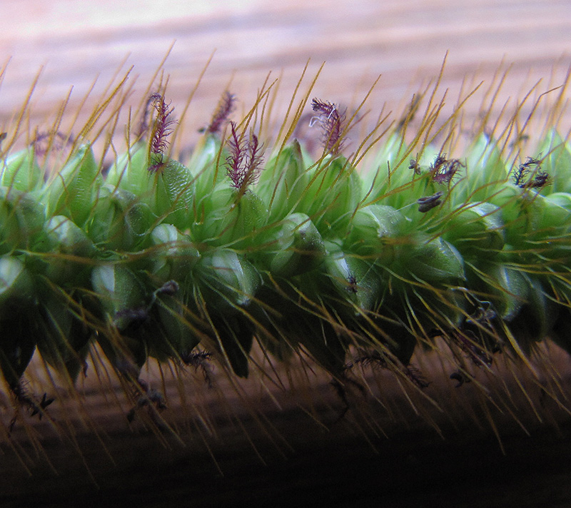 Image of Setaria pumila specimen.