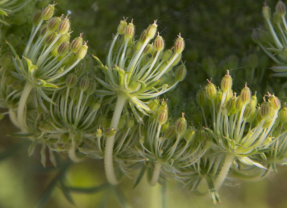 Image of Daucus carota specimen.