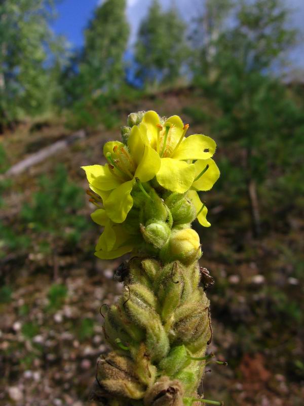 Изображение особи Verbascum thapsus.