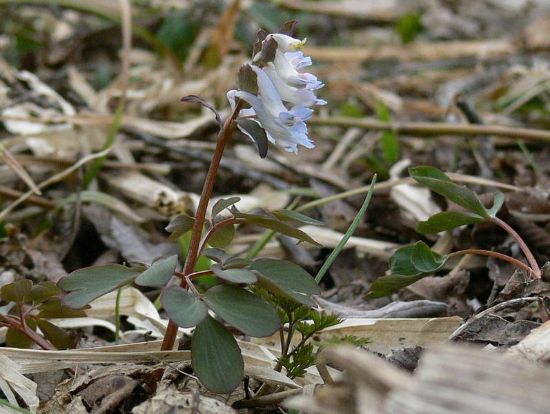 Изображение особи Corydalis ambigua.