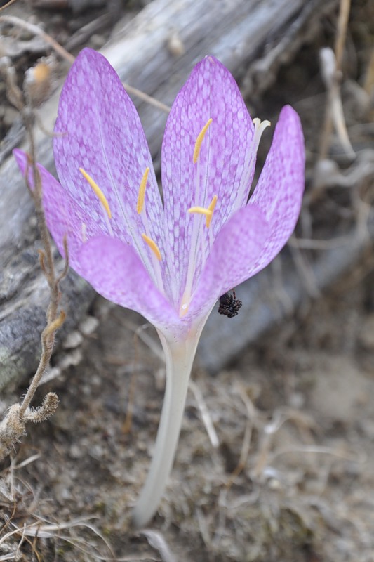 Изображение особи Colchicum bivonae.