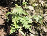 Polypodium vulgare