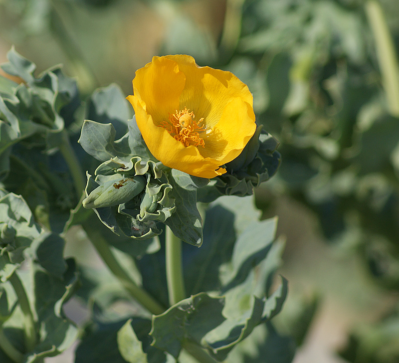 Image of Glaucium flavum specimen.