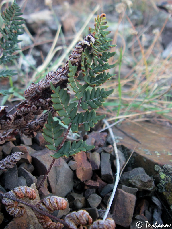 Image of Paragymnopteris marantae specimen.