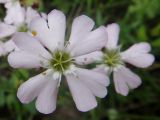 Lychnis sibirica. Цветки. Республика Бурятия, Баунтовский эвенкийский р-н, окр. пос. Северный, долина р. Има, сухой луг. 15.07.2013.