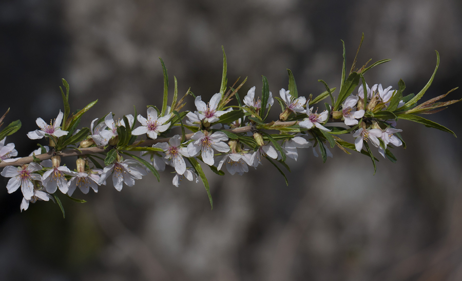 Изображение особи Amygdalus fenzliana.