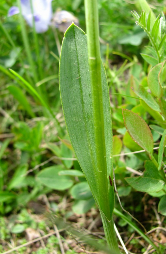 Image of Traunsteinera sphaerica specimen.