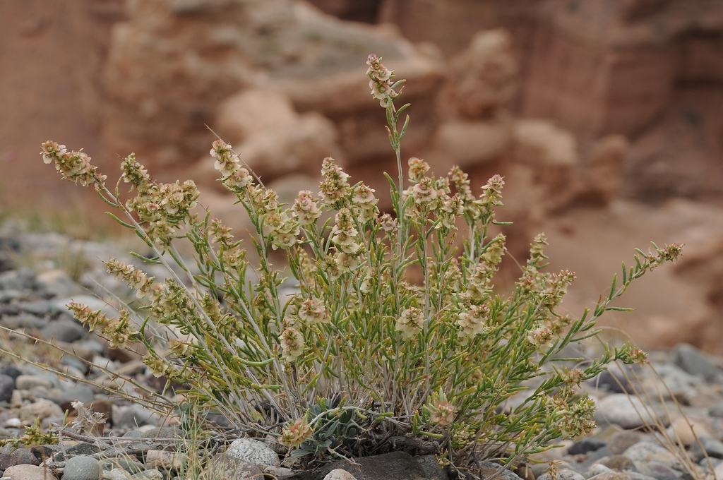 Image of Salsola laricifolia specimen.