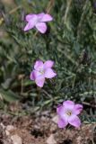 Linum olgae. Цветки. Южный Казахстан, горы Алатау (Даубаба), пер. Восточный. ~1620 м н.у.м. 23.05.2014.