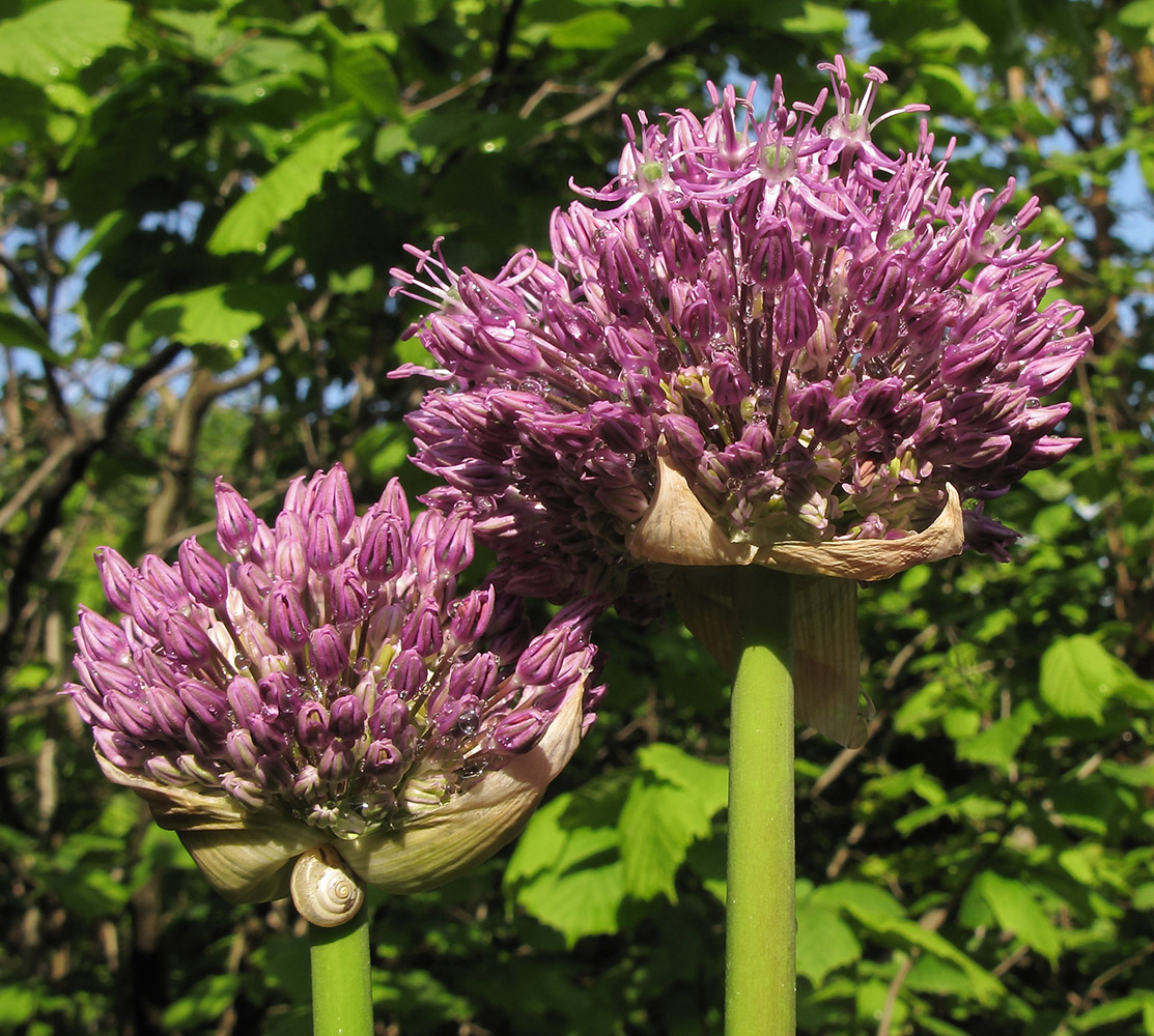 Image of Allium altissimum specimen.