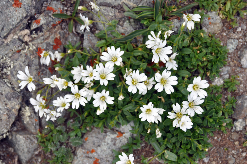 Image of Cerastium polymorphum specimen.