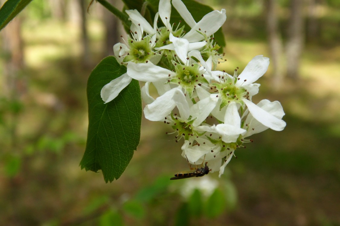 Image of Amelanchier alnifolia specimen.