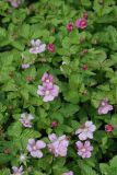 Rubus arcticus