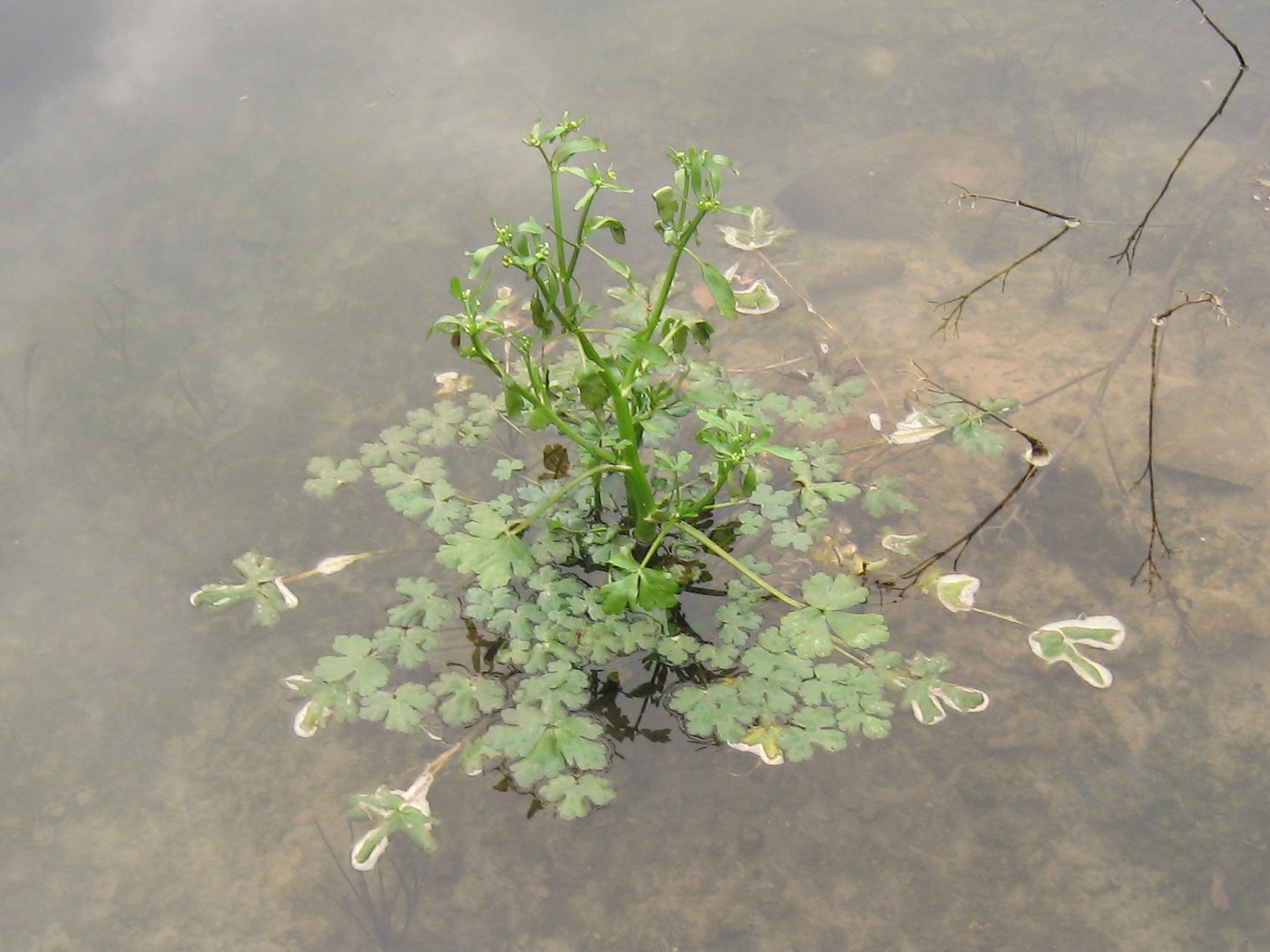 Image of Ranunculus sceleratus specimen.