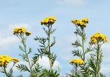 Tanacetum vulgare