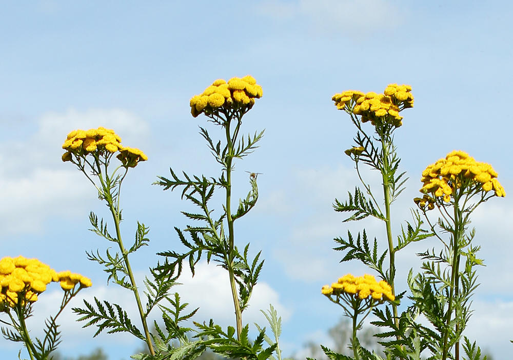 Изображение особи Tanacetum vulgare.