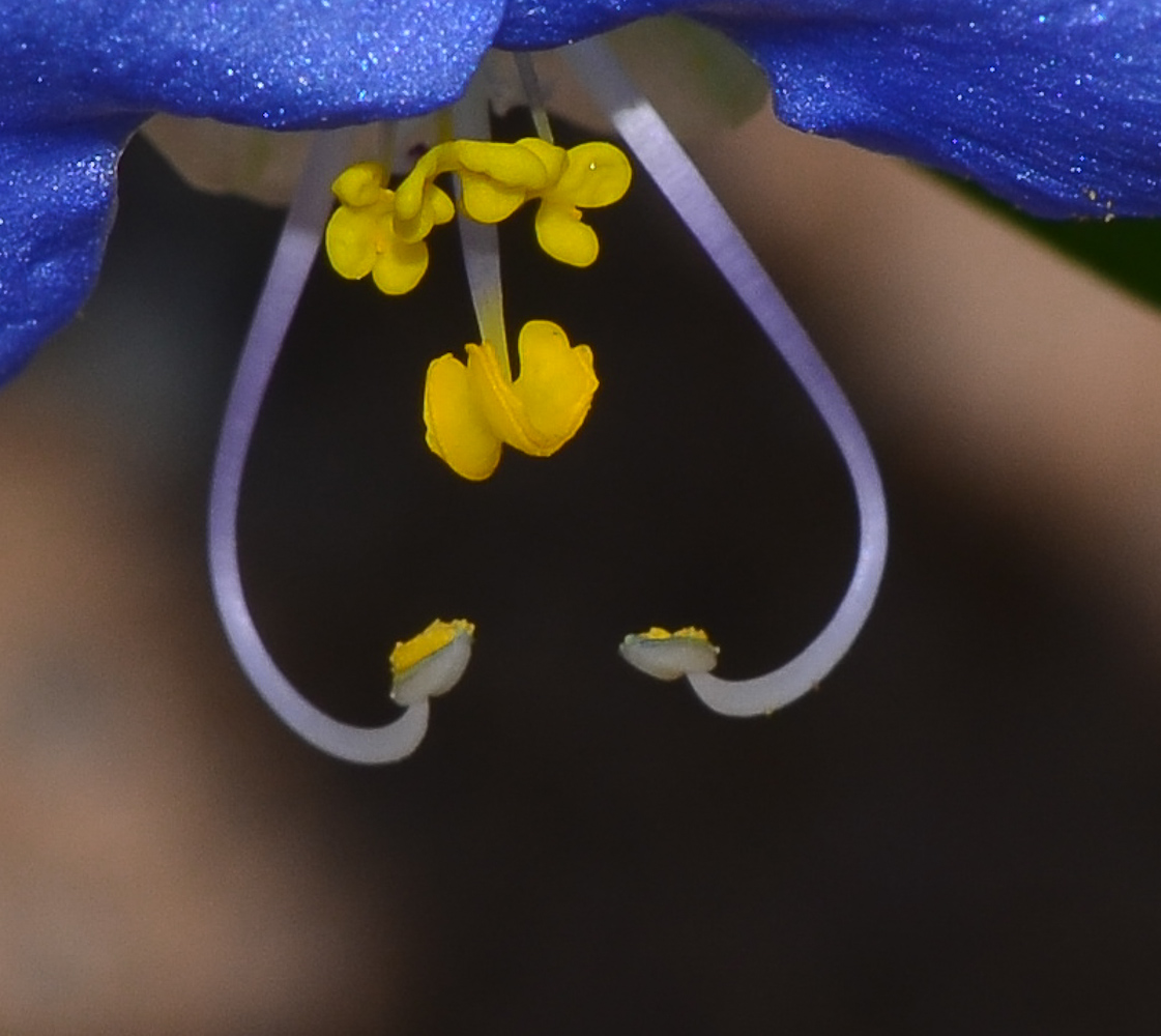 Image of Commelina erecta specimen.