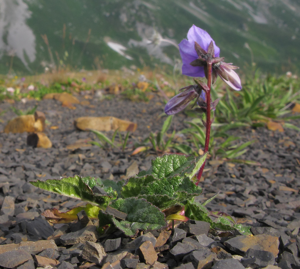 Изображение особи Campanula albovii.