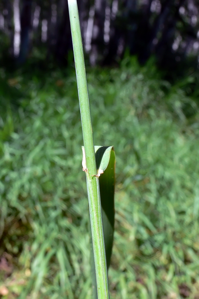 Изображение особи Elytrigia repens.