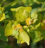 Euphorbia virgata