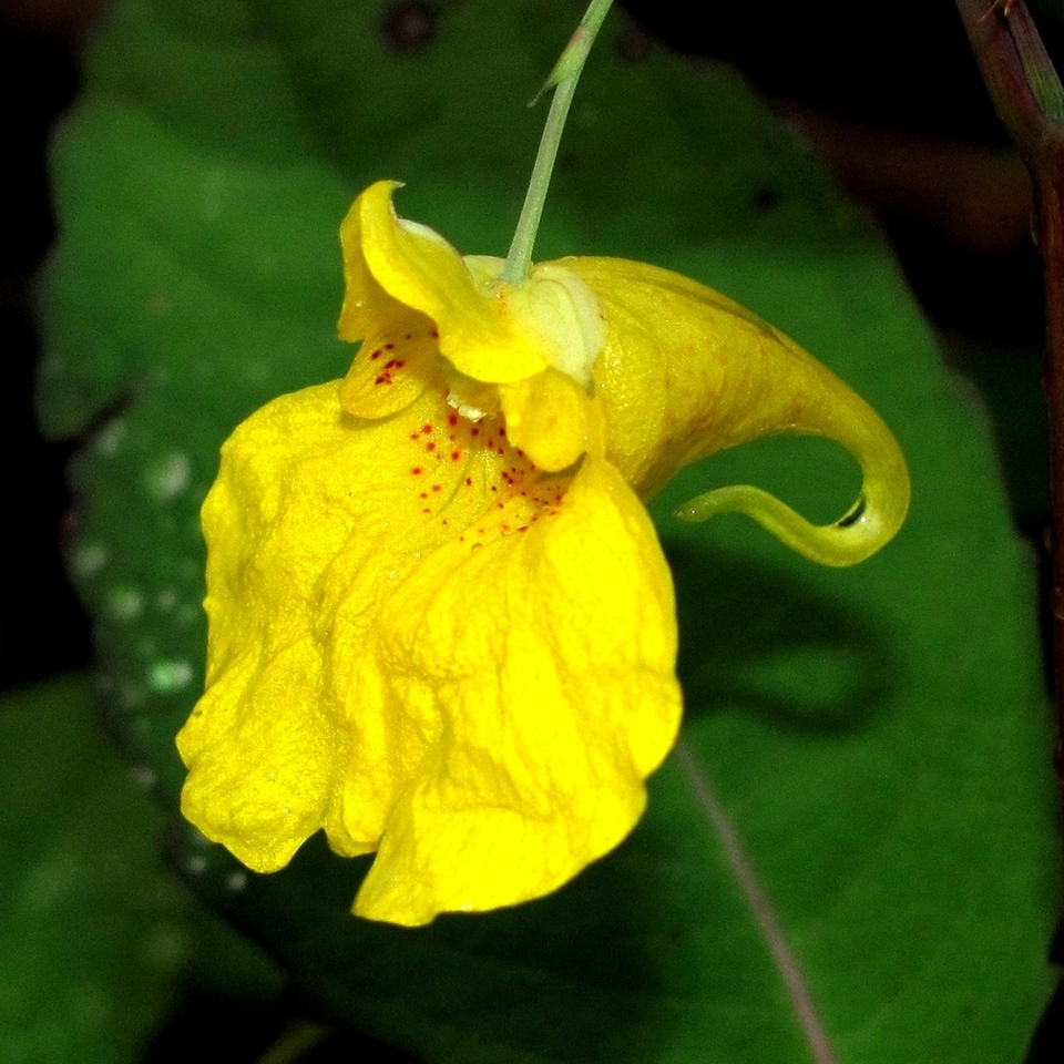 Изображение особи Impatiens noli-tangere.