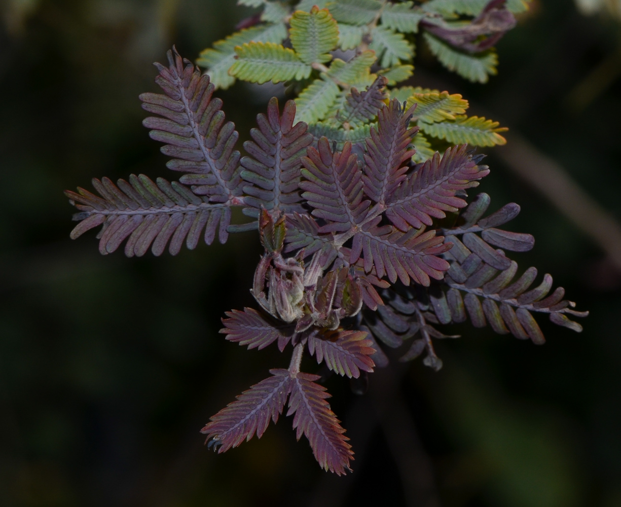 Изображение особи Acacia baileyana.