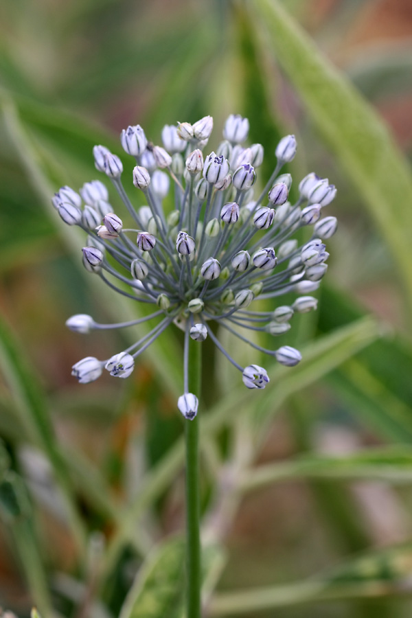 Image of Allium caesium specimen.