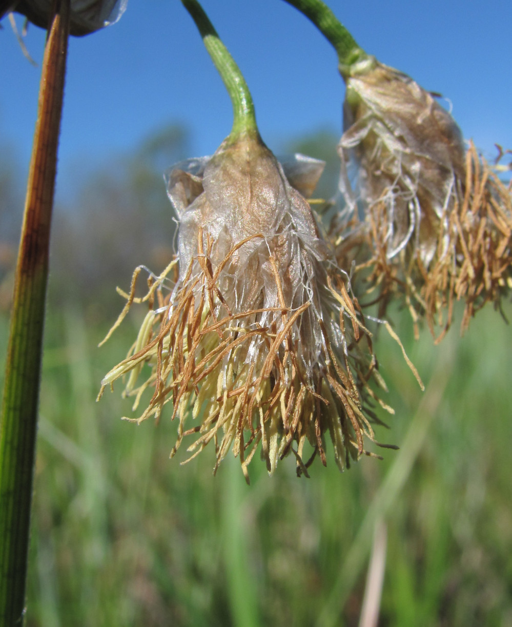 Изображение особи Eriophorum angustifolium.