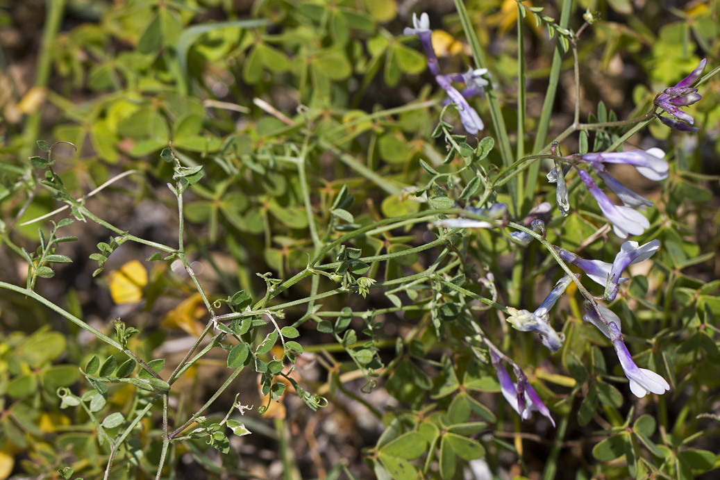 Image of Vicia cretica ssp. aegaea specimen.