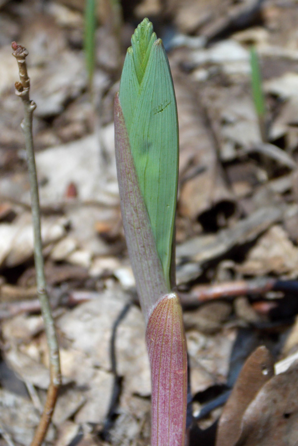 Image of Polygonatum glaberrimum specimen.