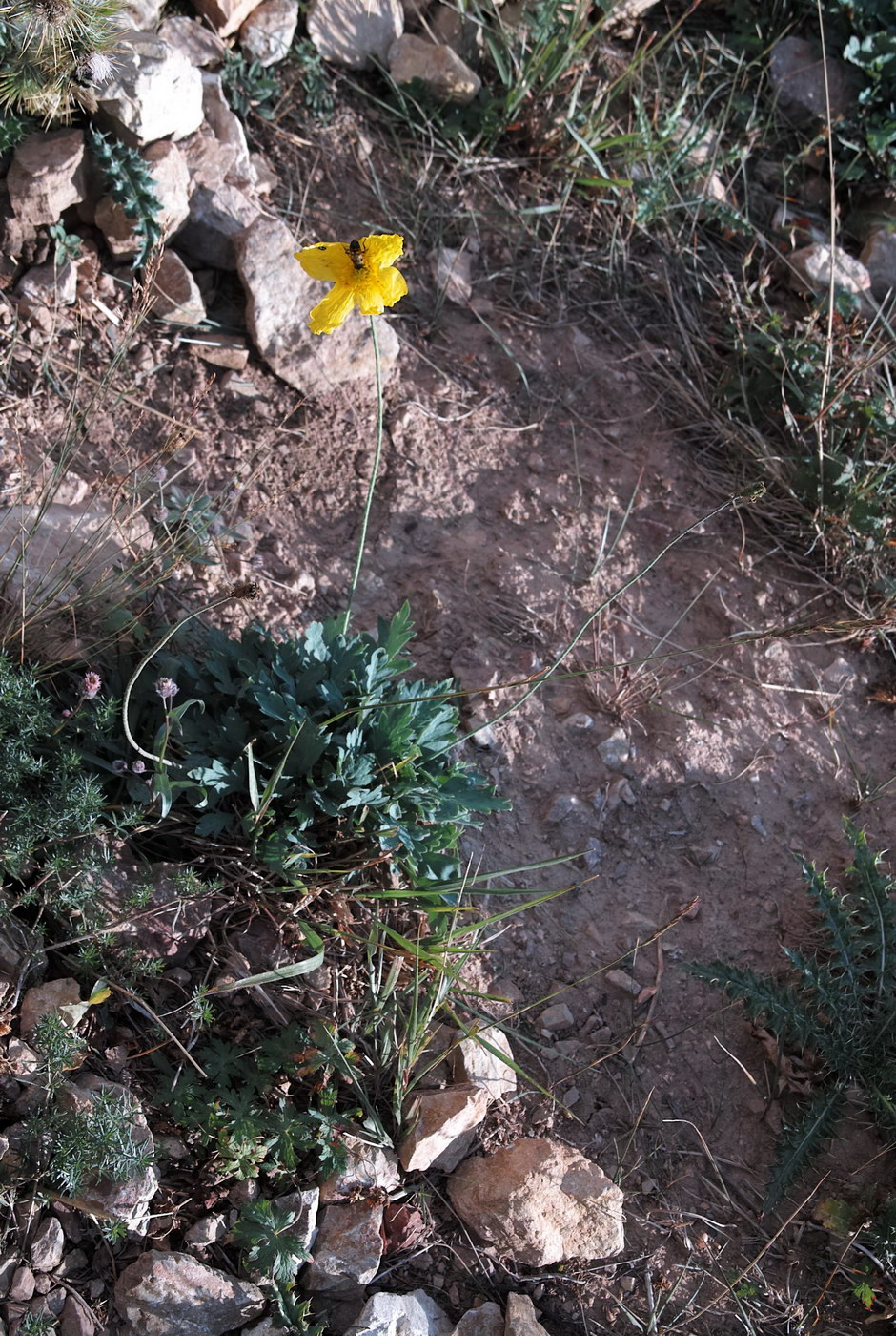 Image of genus Papaver specimen.