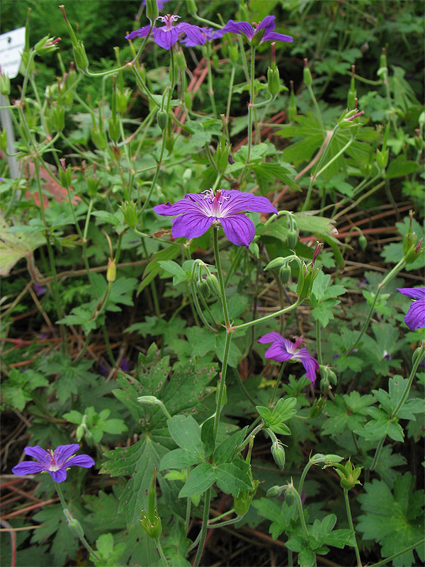 Изображение особи Geranium wlassovianum.