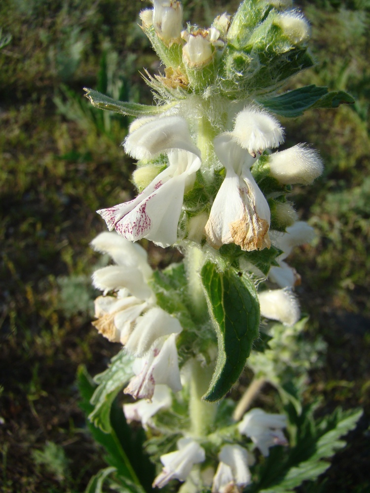 Image of Phlomoides milkoi specimen.