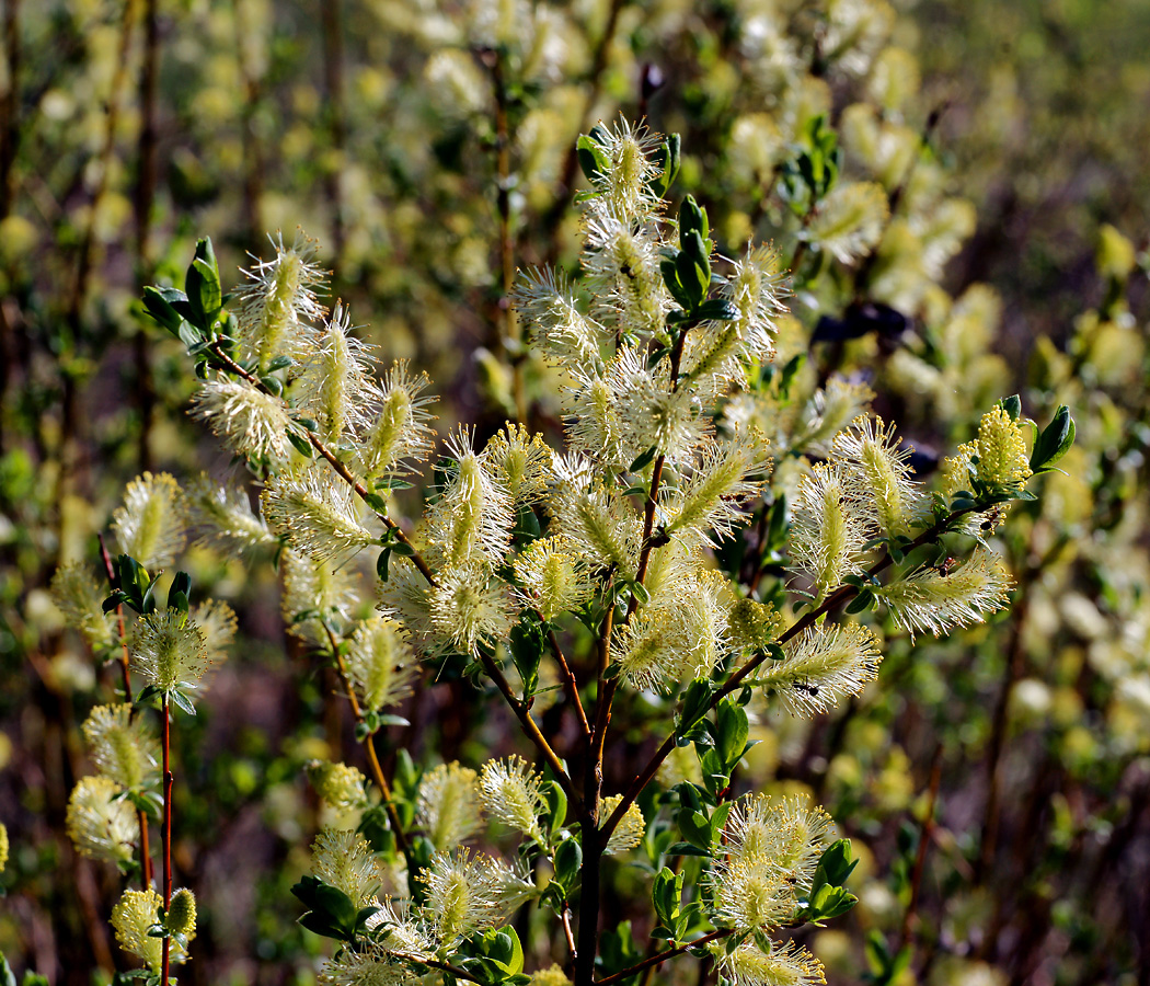 Image of genus Salix specimen.