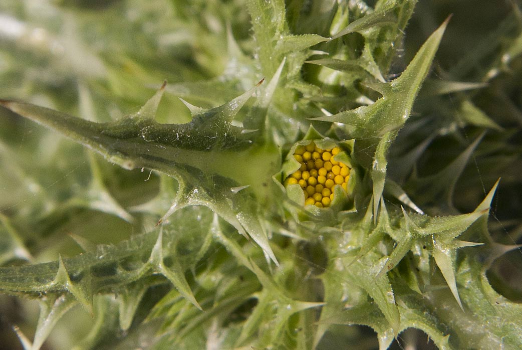 Image of Scolymus hispanicus specimen.