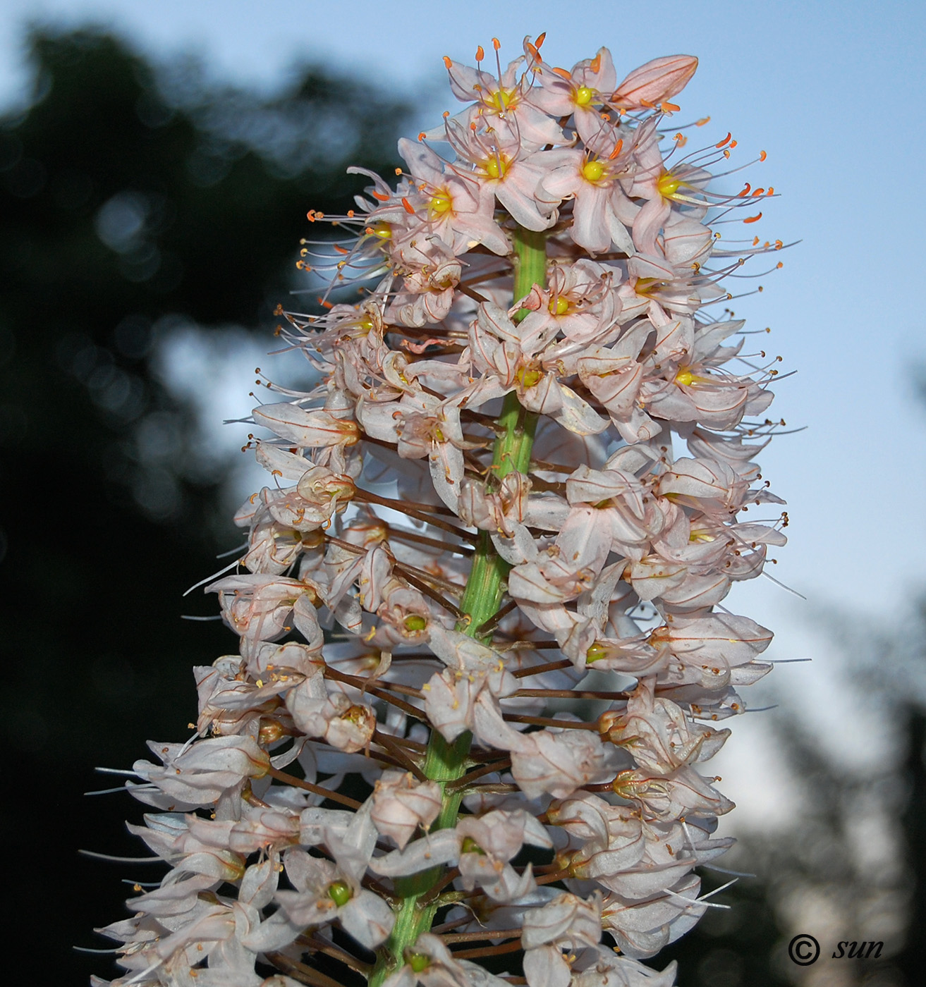 Image of Eremurus robustus specimen.