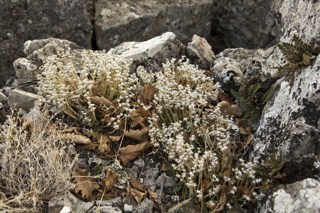 Изображение особи Sedum acre.