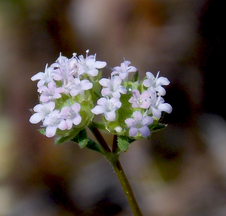 Image of Valerianella lasiocarpa specimen.