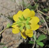 Potentilla crantzii. Цветок (вид со стороны чашечки). Кабардино-Балкария, Эльбрусский р-н, долина р. Ирик, ок. 2800 м н.у.м. 14.07.2016.