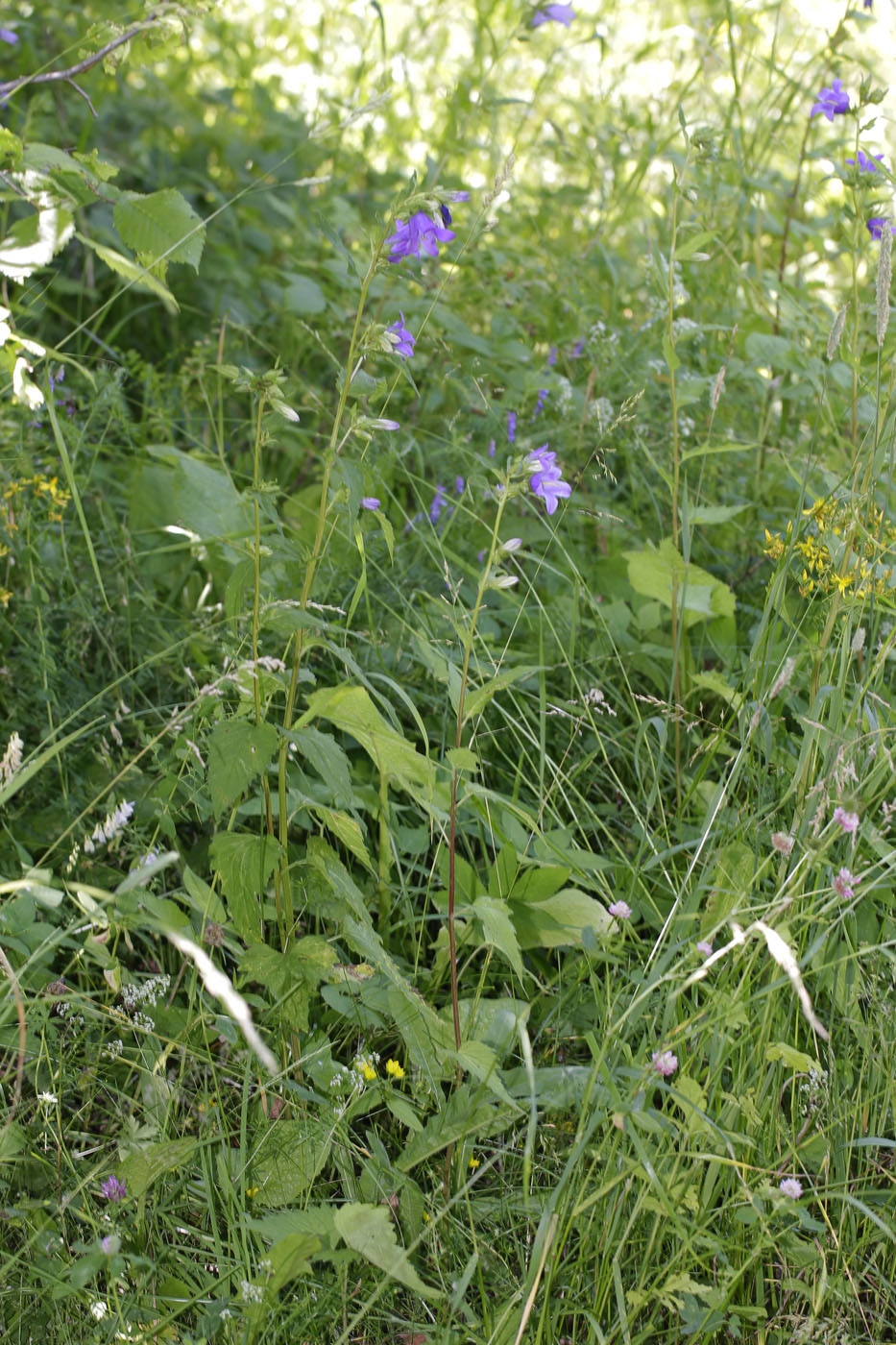 Изображение особи Campanula trachelium.